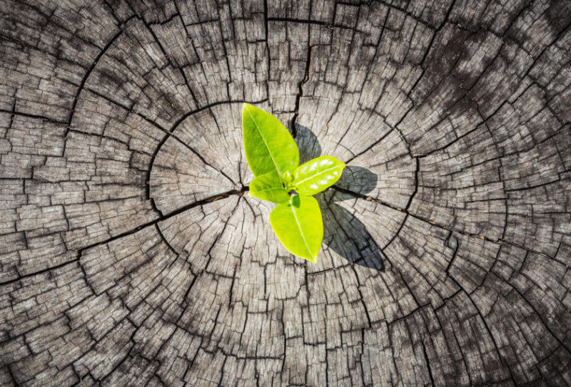 Der Purpose - Definition, Diskussion und die Auswirkung auf Employer Branding in der Praxis